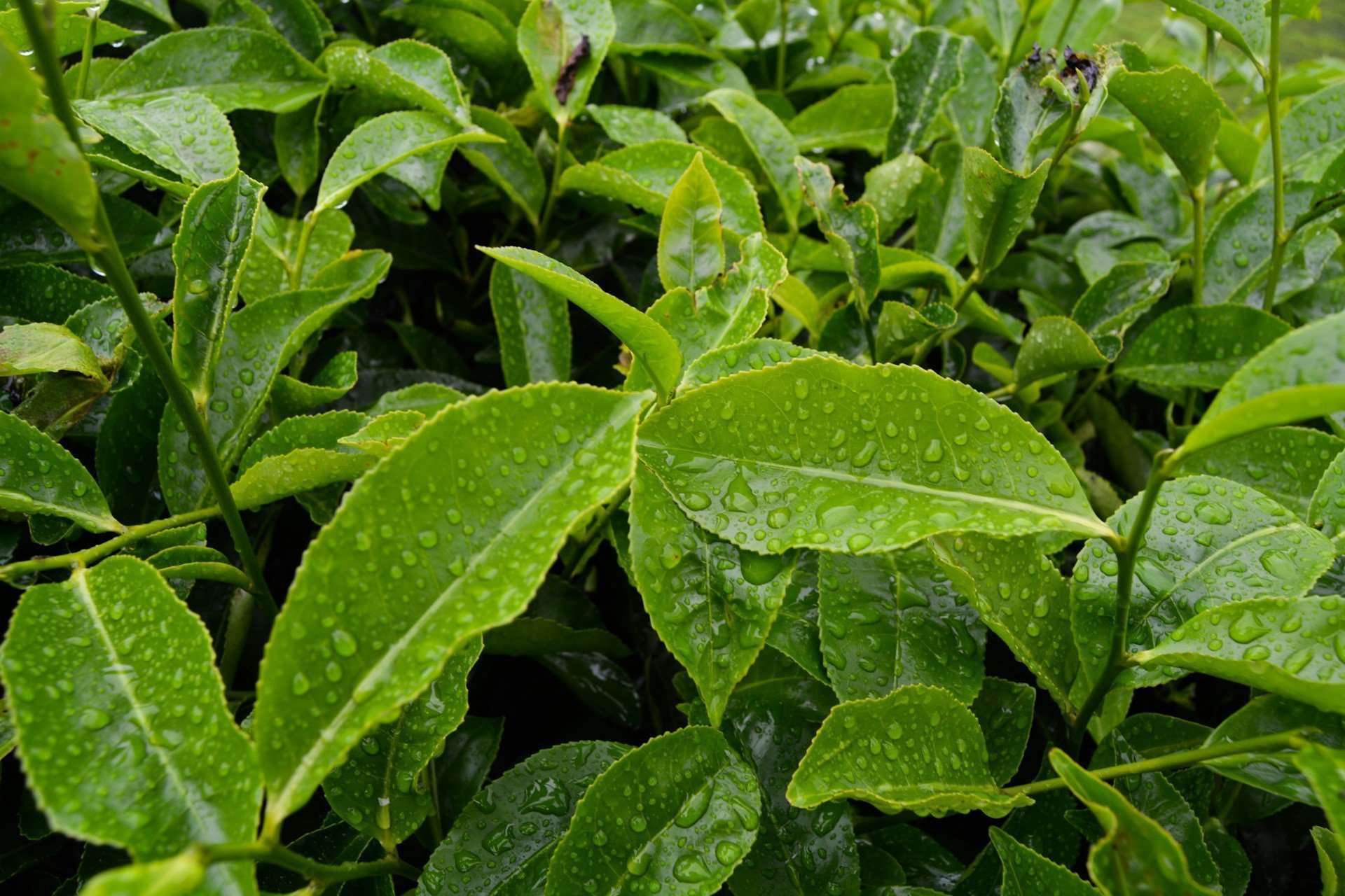 Două ceaiuri de plante delicioase pe care trebuie să le încercați