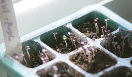 Photo Herb garden