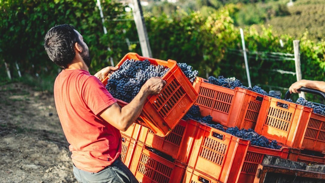 Photo wine production