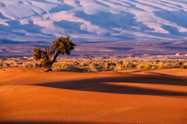 Photo desert echilibrat